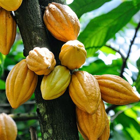 Cocoa bean .